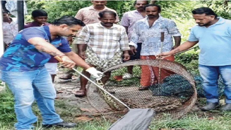 മീൻകൂട്ടിൽ കുടുങ്ങിയ മലമ്പാമ്പിനെ പിടികൂടി